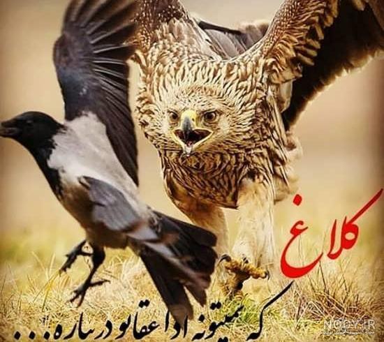 عکس عقاب طلایی