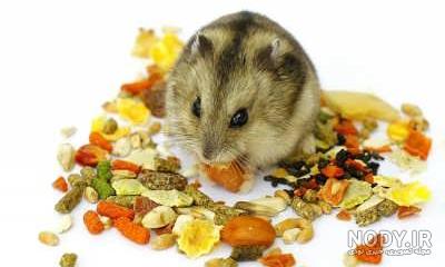 عکس غذای همستر