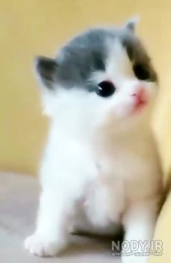 عکس گربه چشم آبی
