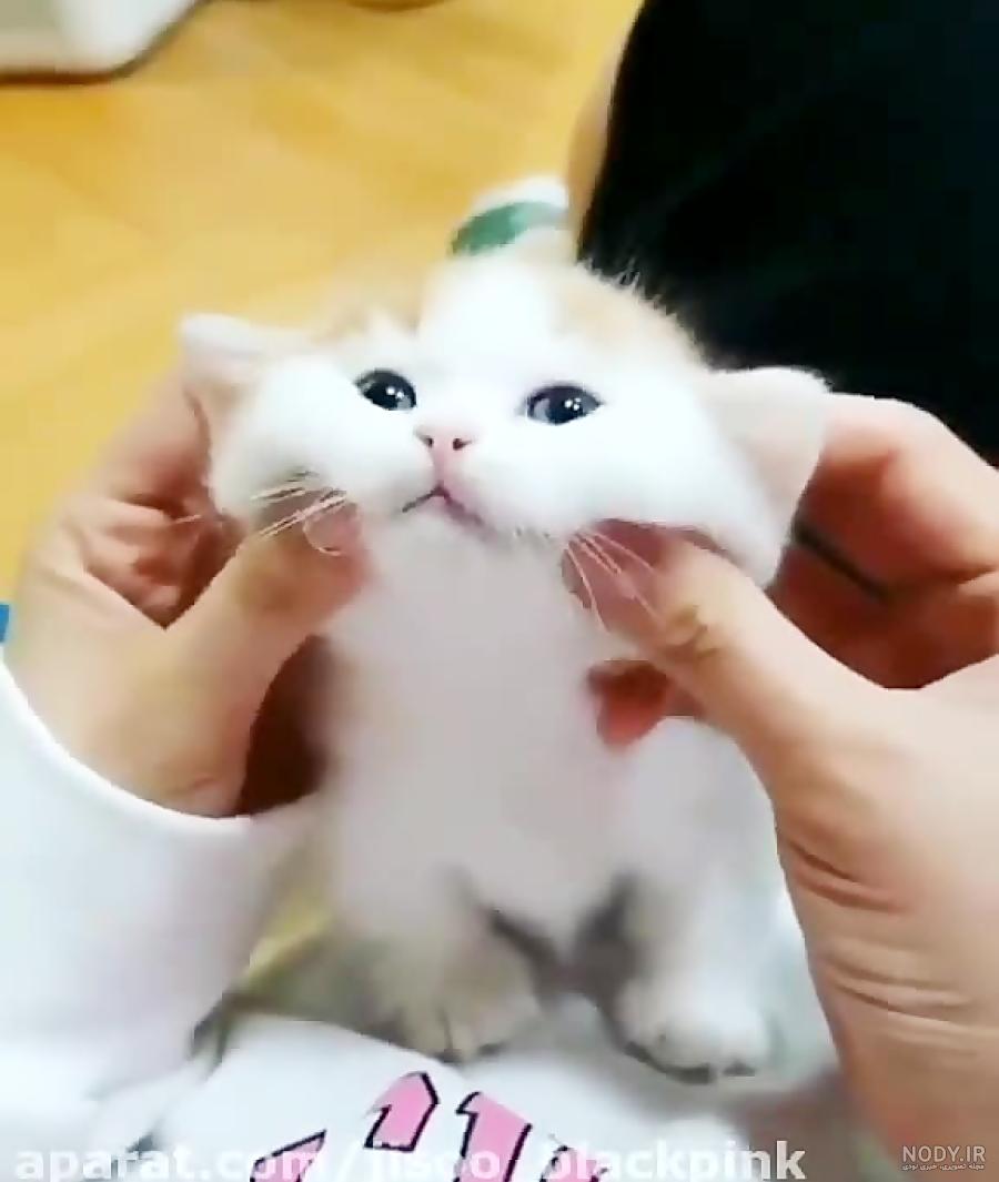 عکس گربه کوچولو بامزه
