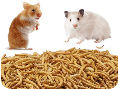 غذای بچه همستر چیست