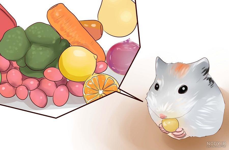 غذای همستر خانگی چیست