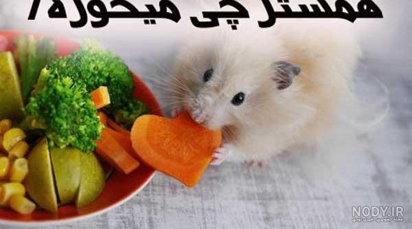 غذای همستر چیست