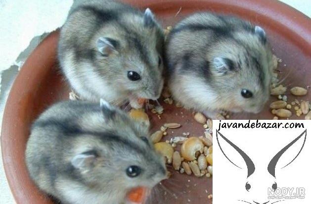 خرید خرگوش لوپ بلو
