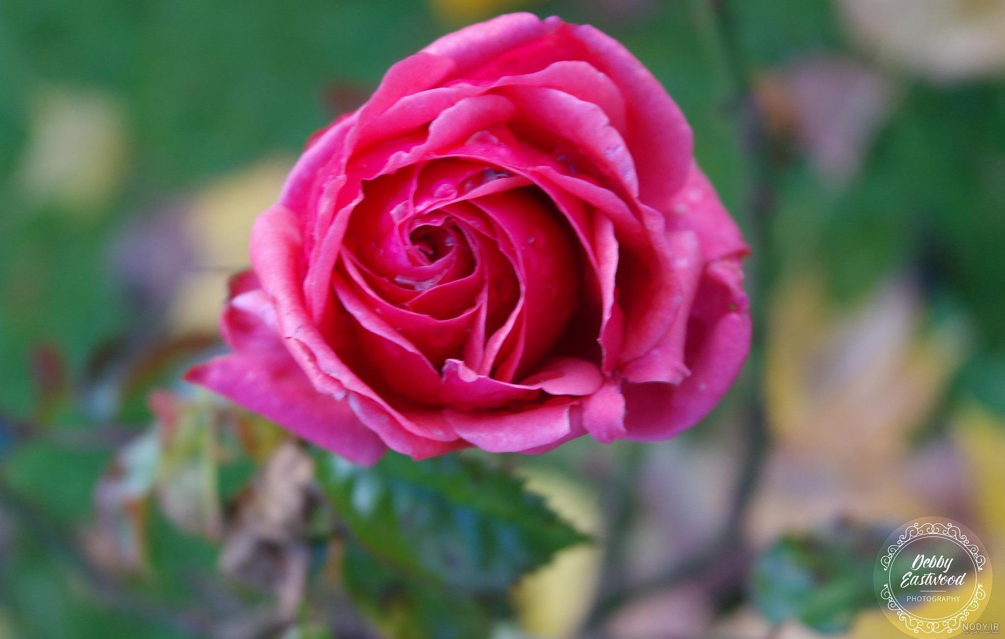 عکس گل طبیعی