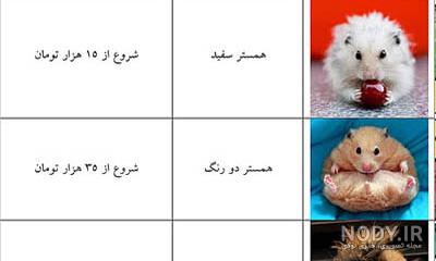 قیمت همستر خانگی دیوار
