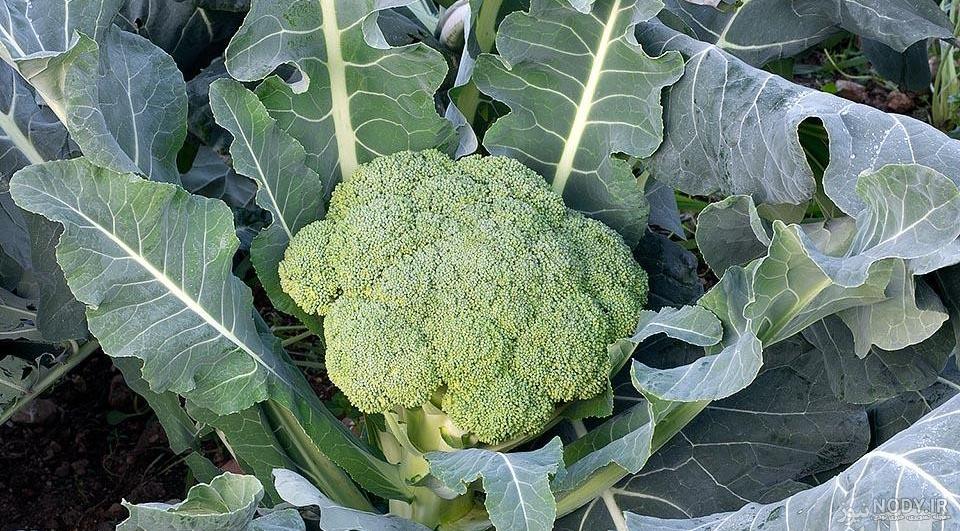 طرز استفاده کلم بروکلی در سالاد