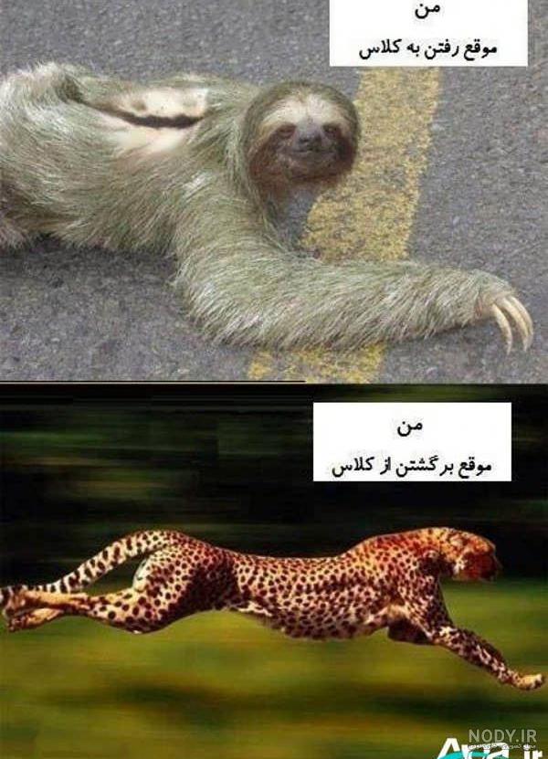 عکس خنده دار حیوانات باکیفیت