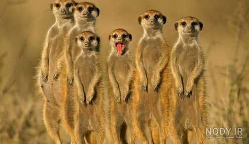عکس های خنده دار گربه ها با متن