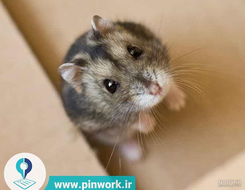 عکس همستر باردار عکس همستر باردار