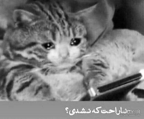 عکس پروفایل گربه عاشقانه