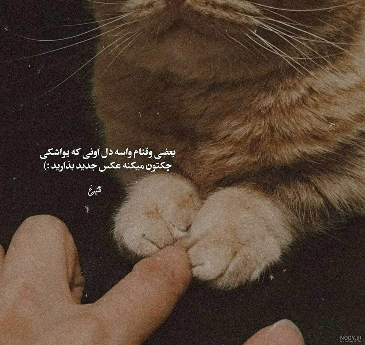 عکس پروفایل گربه کیوت