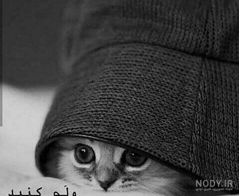 عکس گربه غمگین سیاه سفید