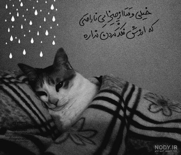 عکس گربه ملوس برای پروفایل دخترونه