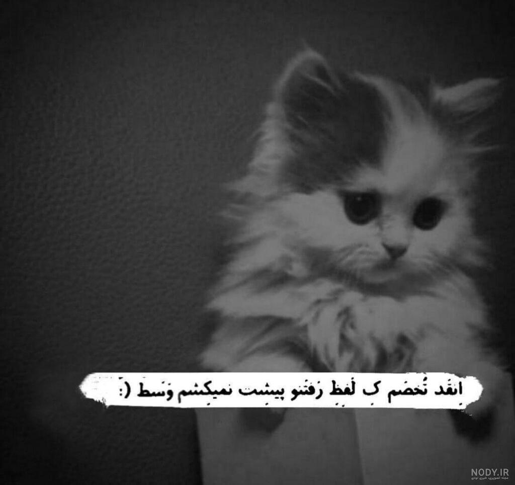 عکس گربه مینیاتوری