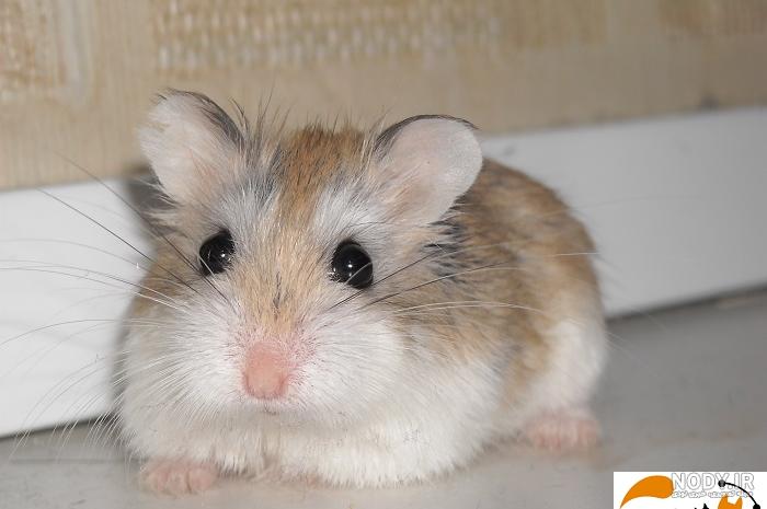 همستر نر بهتره یا ماده همستر نر بهتره یا ماده