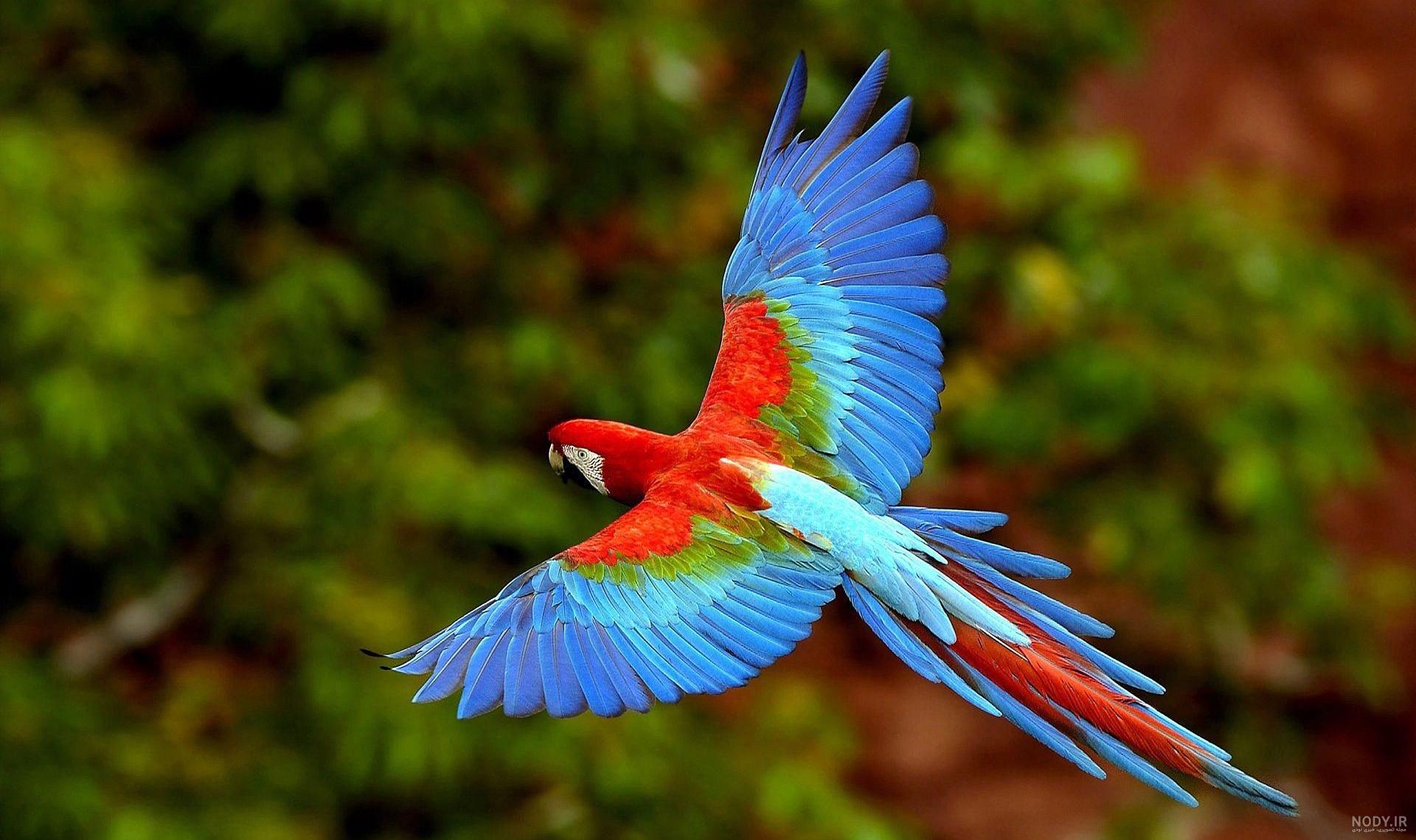 زیباترین طوطی ایران