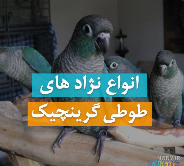 شکار طوطی سخنگو