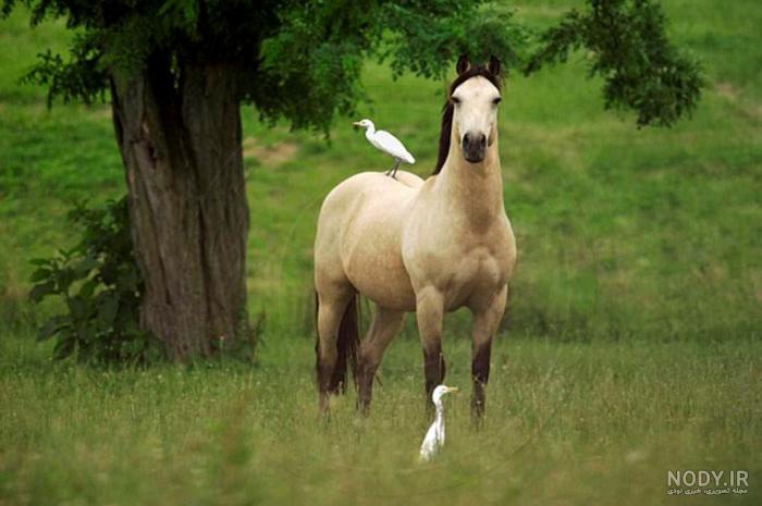 عکس اسب عرب عکس اسب عرب