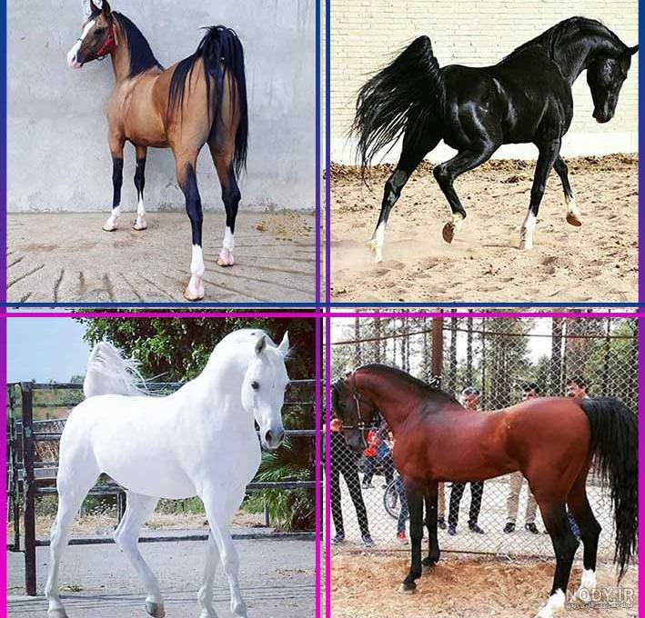 عکس اسب واقعی عکس اسب واقعی