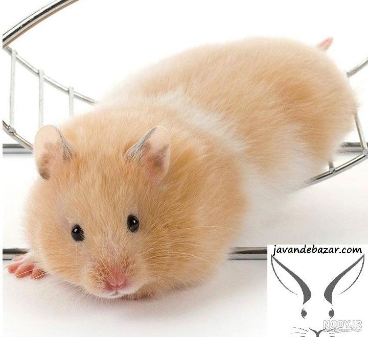 عکس نژادهای همستر