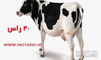 فضای نگهداری و پرورش گاو فضای نگهداری و پرورش گاو