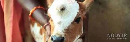 عکس عدسی چشم گاو عکس عدسی چشم گاو