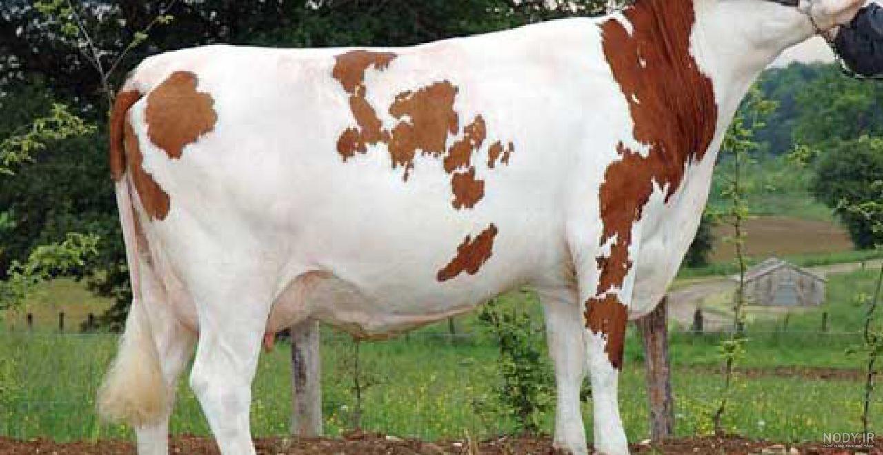 گاو اسرائیلی چقدر شیر میده