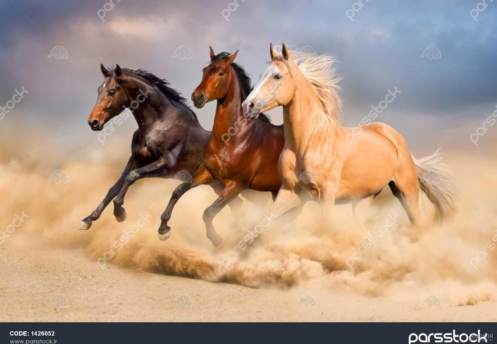 دانلود عکس اسب