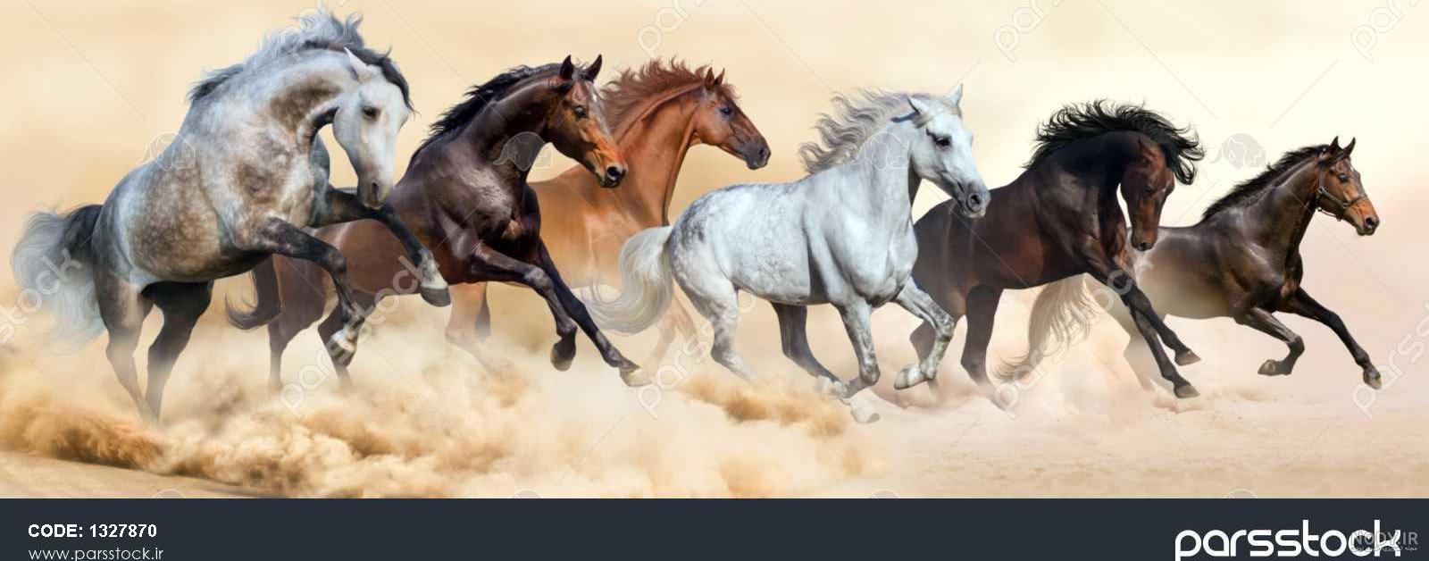 عکس اسب با کیفیت بالا