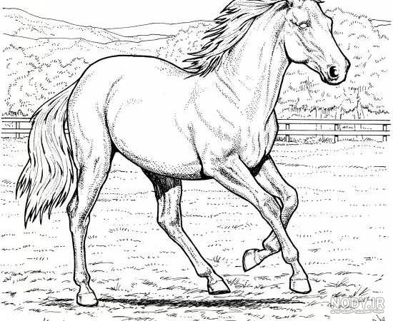 عکس اسب نقاشی زیبا