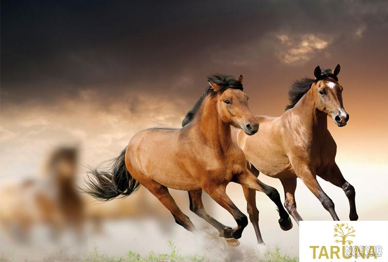 عکس اسب های وحشی با کیفیت بالا