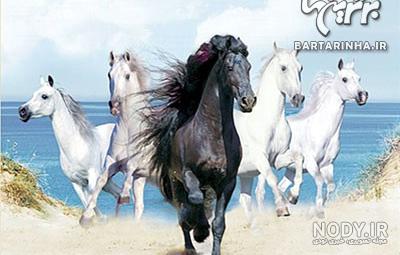 عکس اسب وحشی برای پروفایل