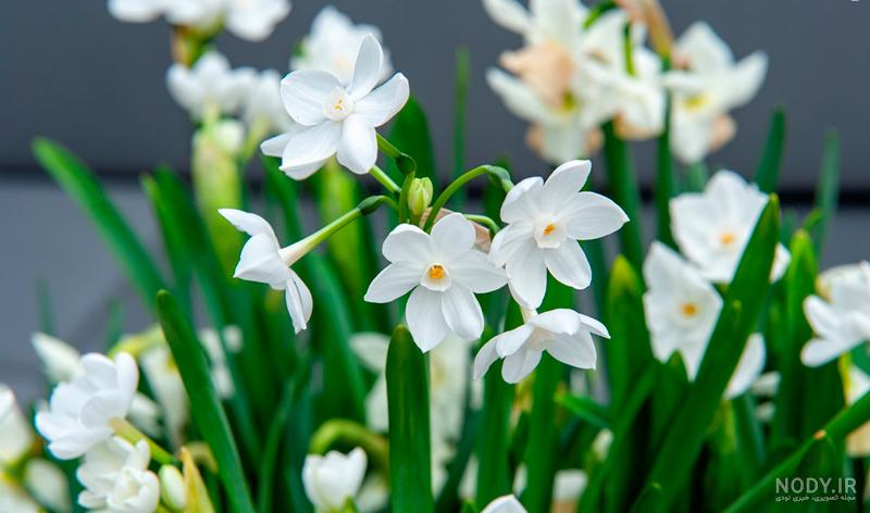  عکس گل نرگس و پروانه