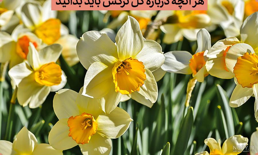  عکس گل نرگس و پروانه