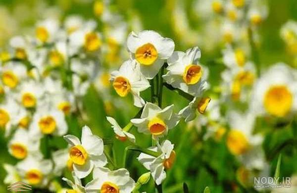  عکس گل نرگس و پروانه