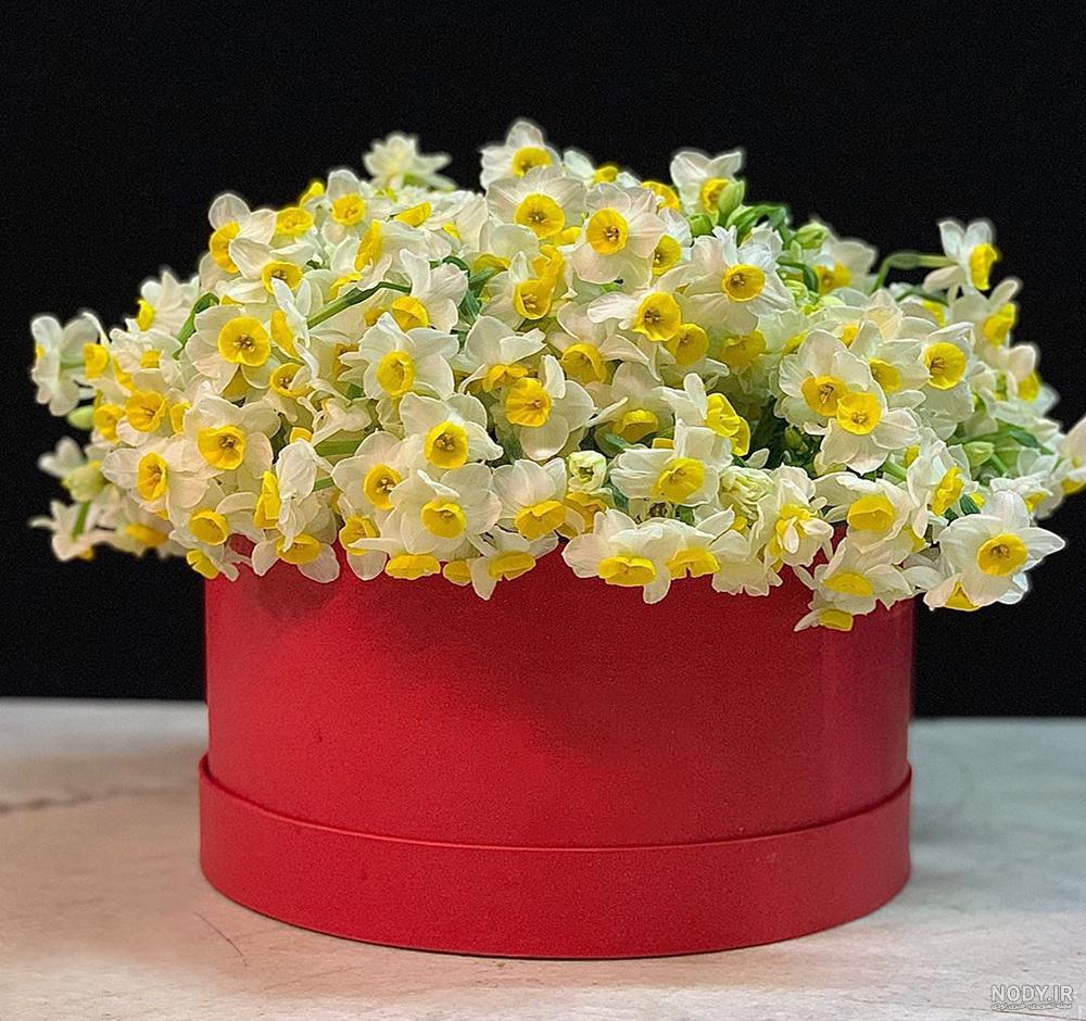  عکس گل نرگس و پروانه