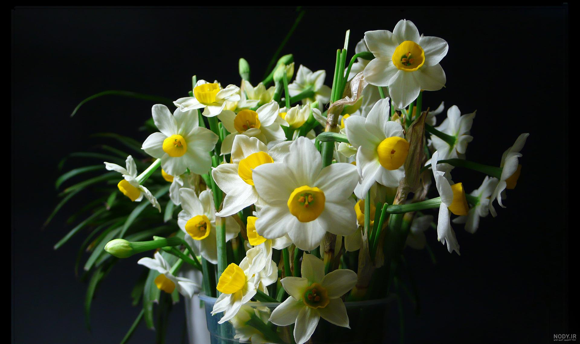  عکس گل نرگس و پروانه