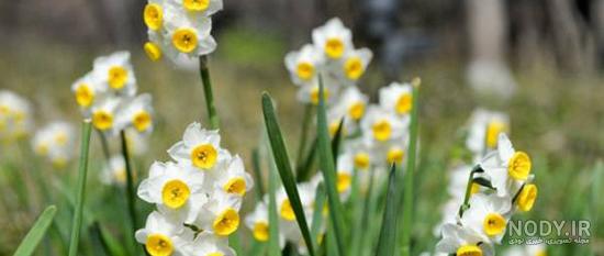  عکس گل نرگس و پروانه