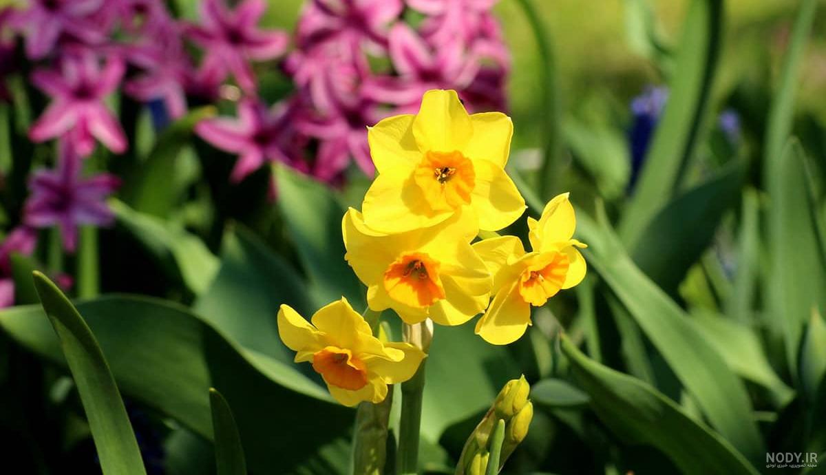  عکس گل نرگس و پروانه