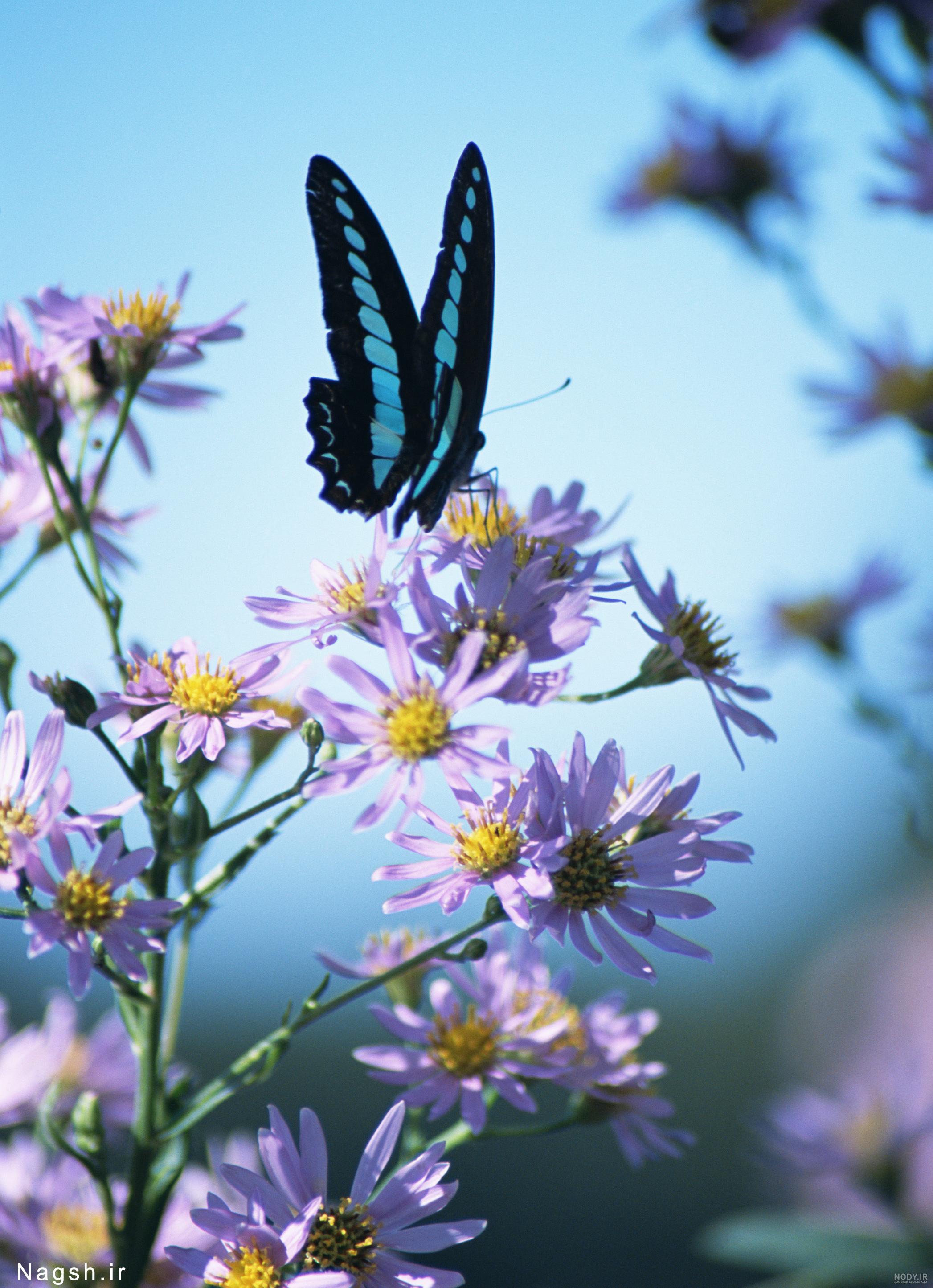  عکس گل نرگس و پروانه