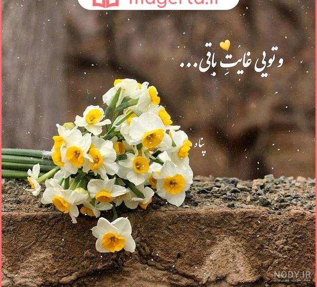  عکس گل نرگس و پروانه