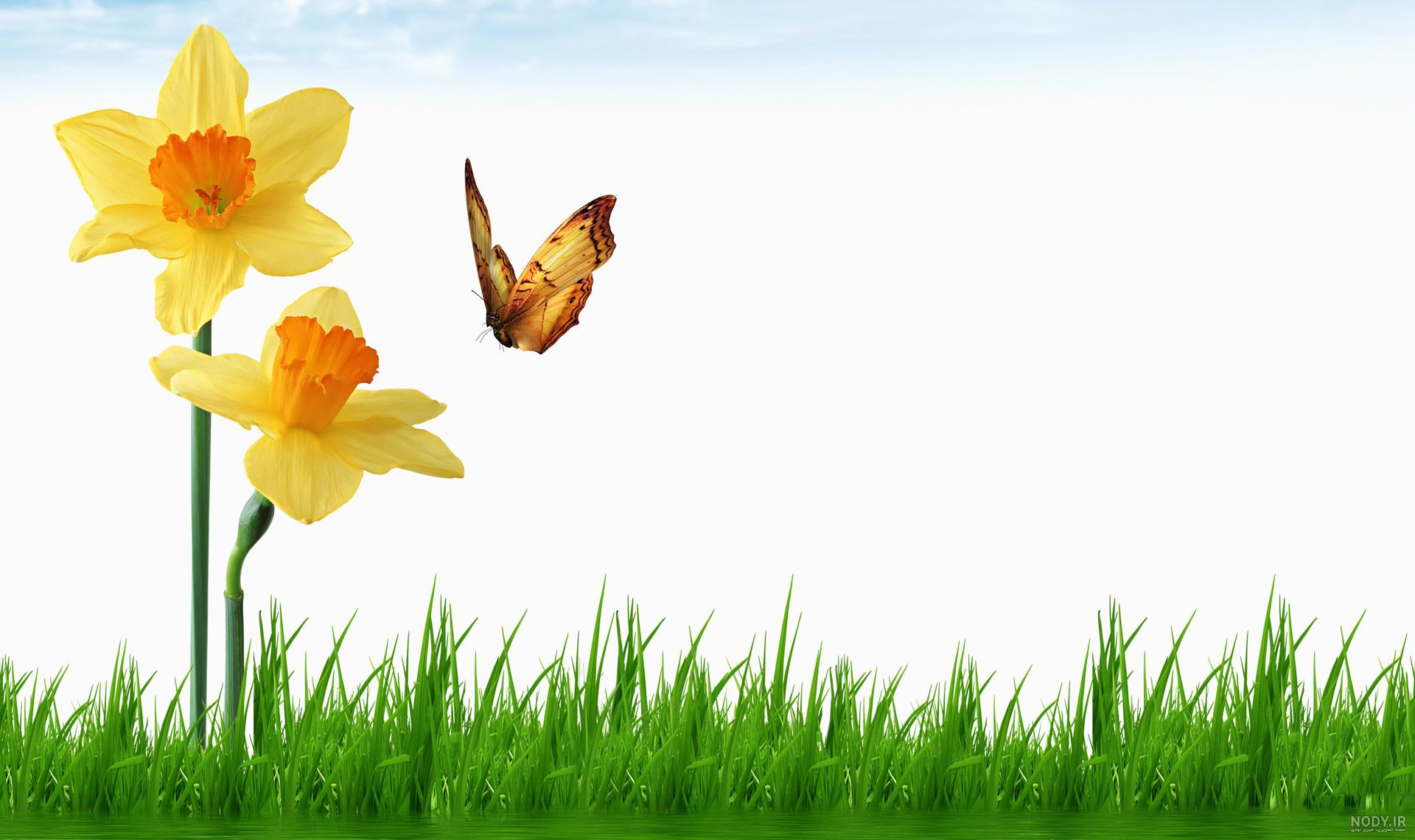  عکس گل نرگس و پروانه
