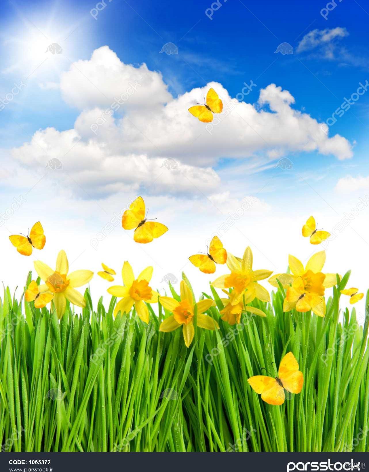  عکس گل نرگس و پروانه
