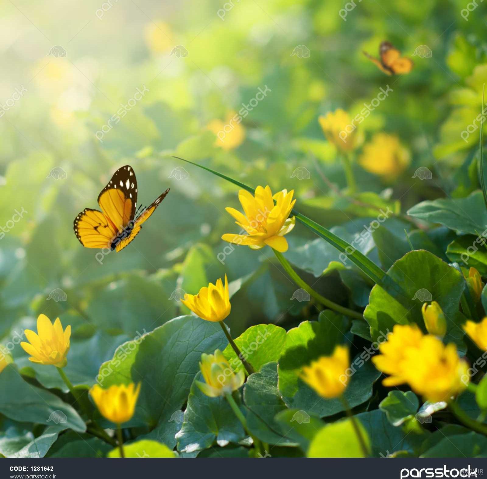  عکس گل نرگس و پروانه