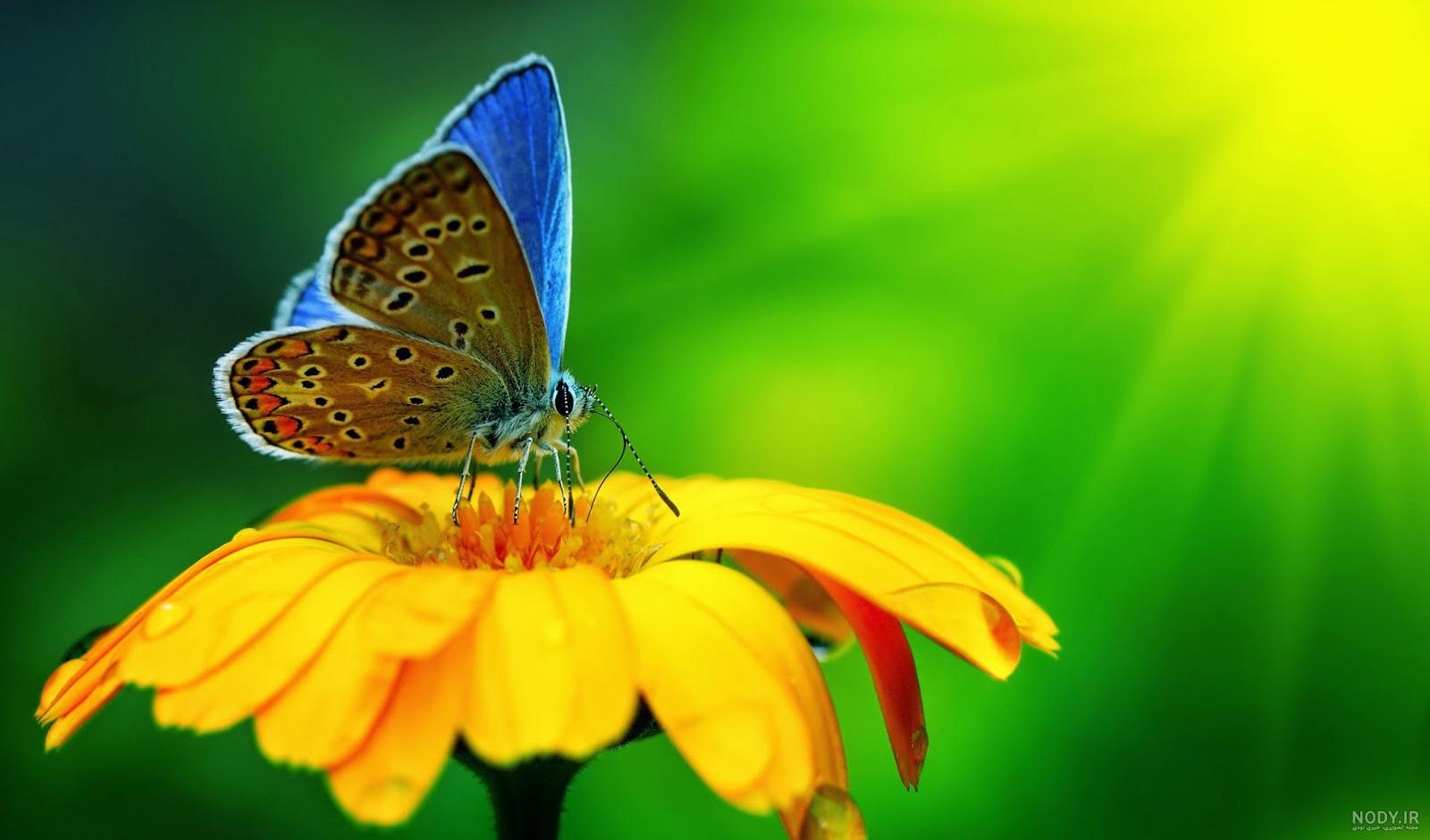  عکس گل نرگس و پروانه