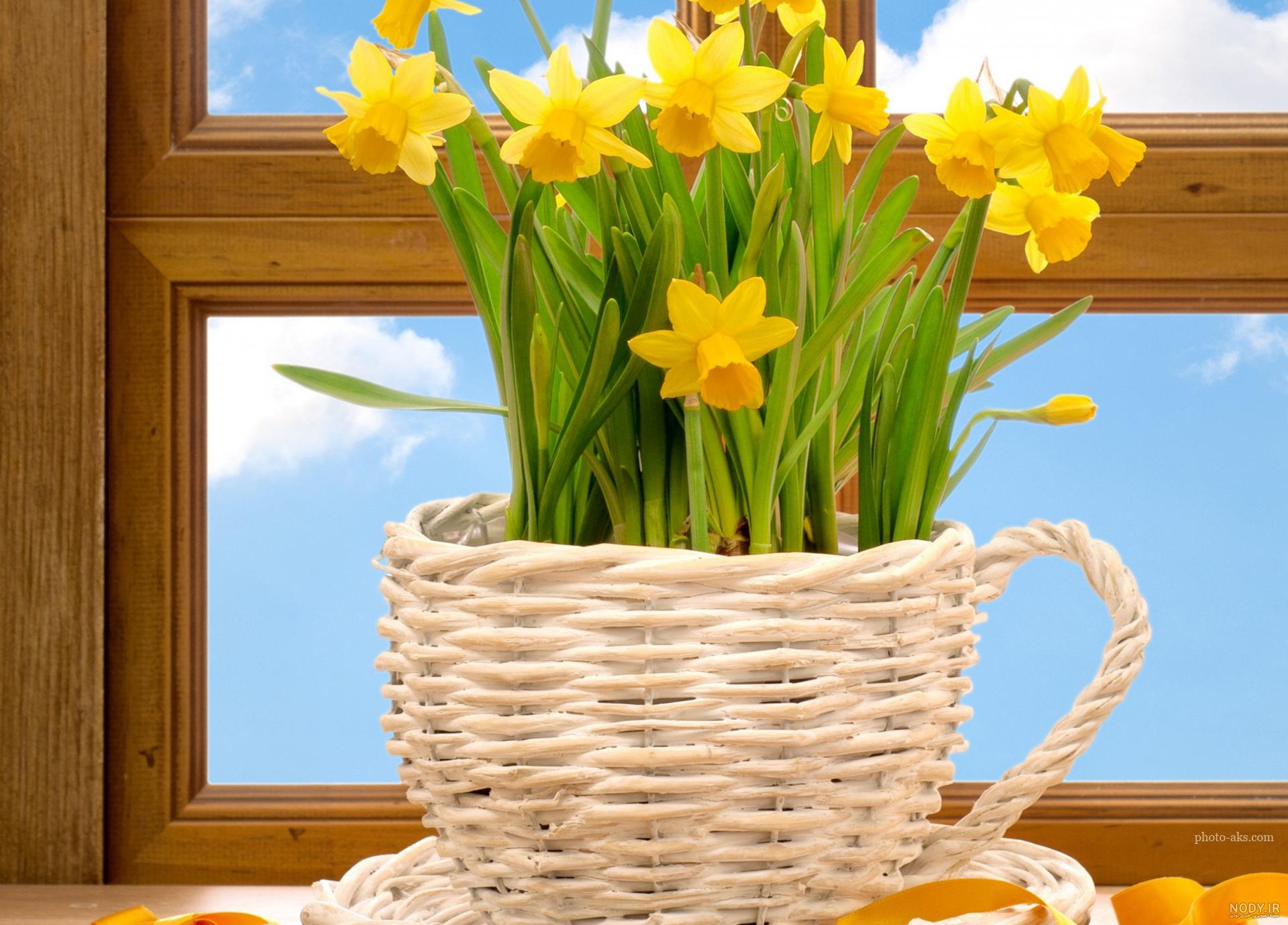  عکس گل نرگس و پروانه