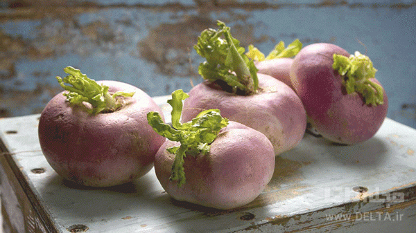 انواع چغندر انواع چغندر