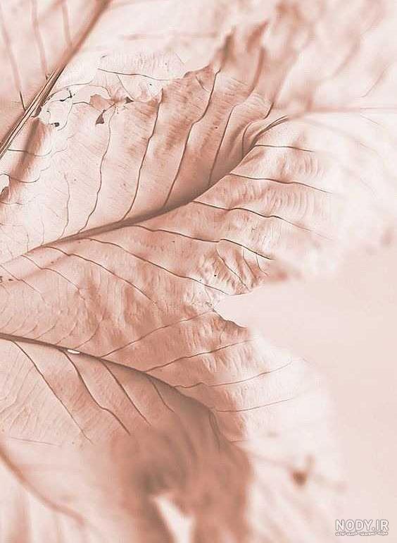 تصویر زمینه دخترانه صورتی تصویر زمینه دخترانه صورتی