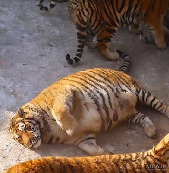 جنگ ببر و پلنگ سیاه